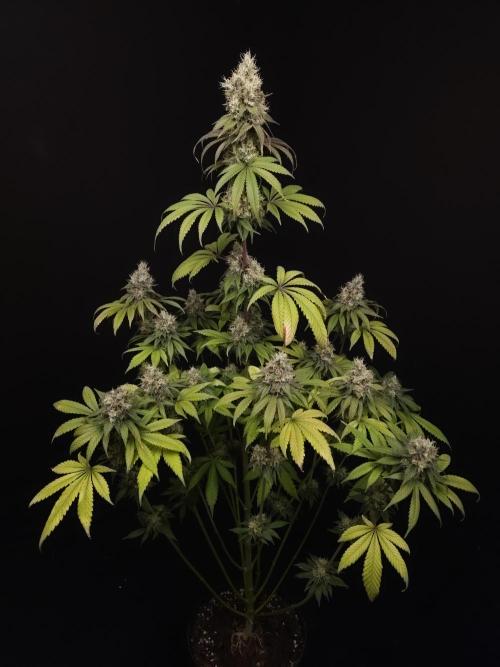 Test 101100  (1). Week 11