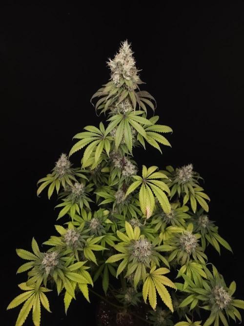 Test 101100  (1). Week 11