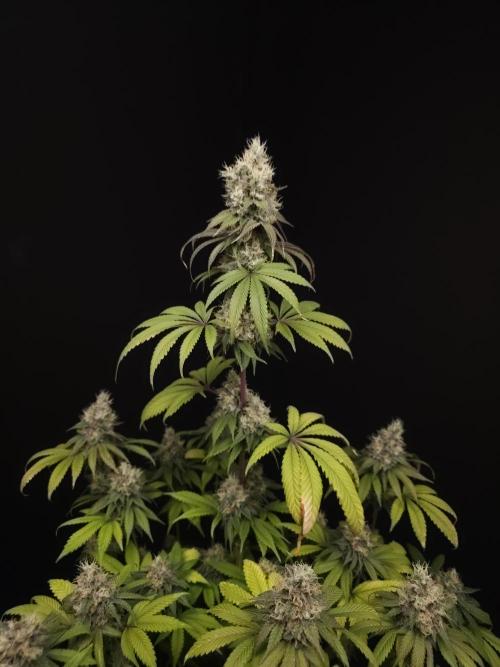 Test 101100  (1). Week 11