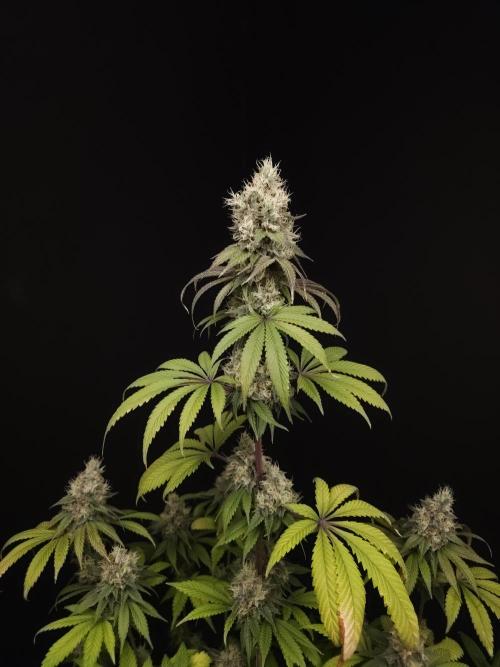 Test 101100  (1). Week 11