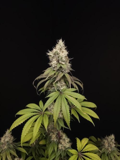 Test 101100  (1). Week 11