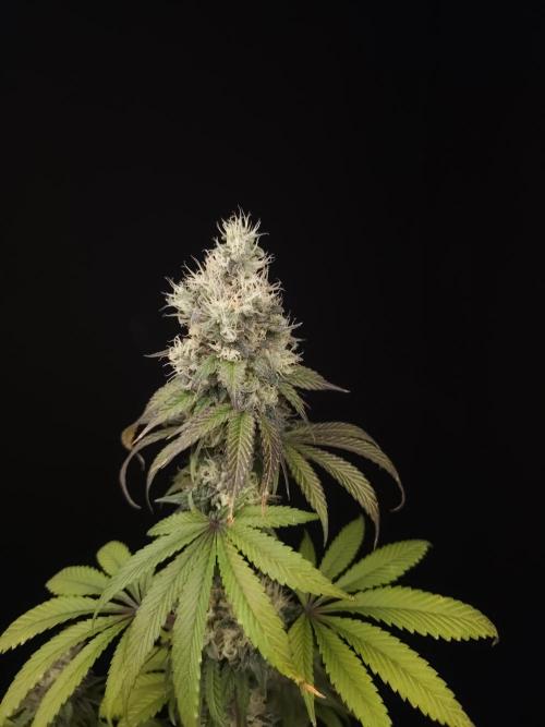 Test 101100  (1). Week 11