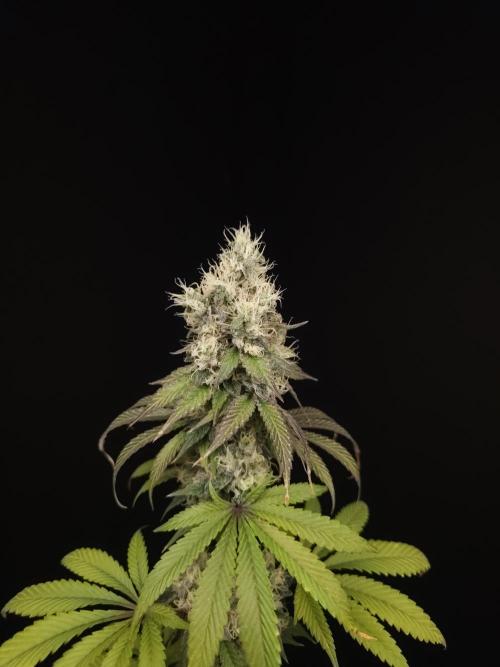 Test 101100  (1). Week 11