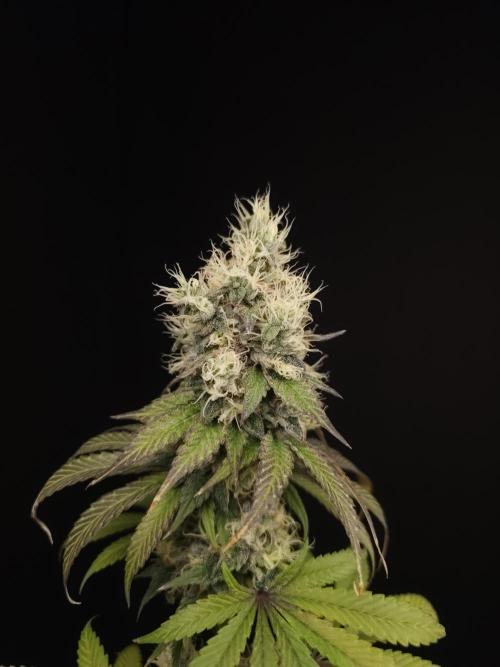 Test 101100  (1). Week 11