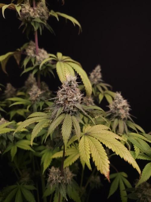 Test 101100  (1). Week 11