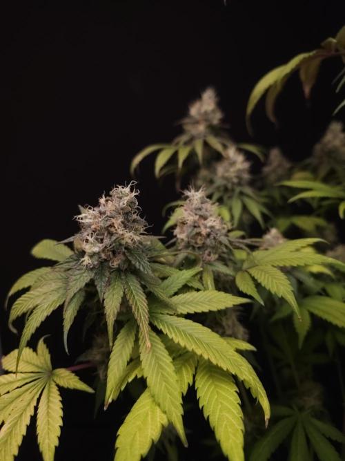 Test 101100  (1). Week 11