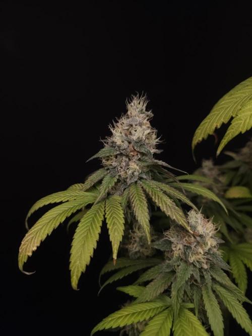 Test 101100  (1). Week 11