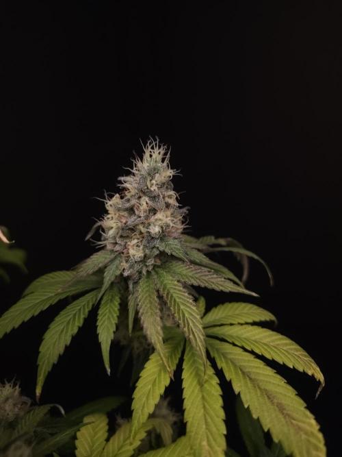 Test 101100  (1). Week 11