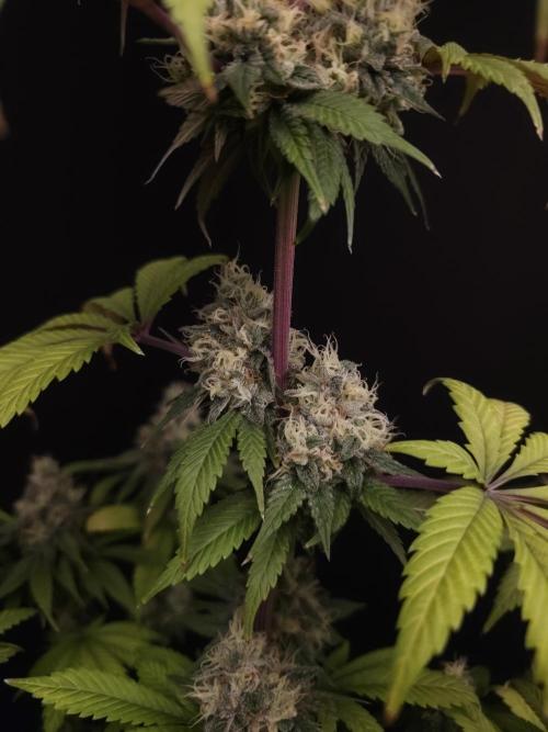 Test 101100  (1). Week 11