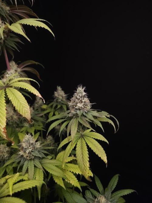 Test 101100  (1). Week 11