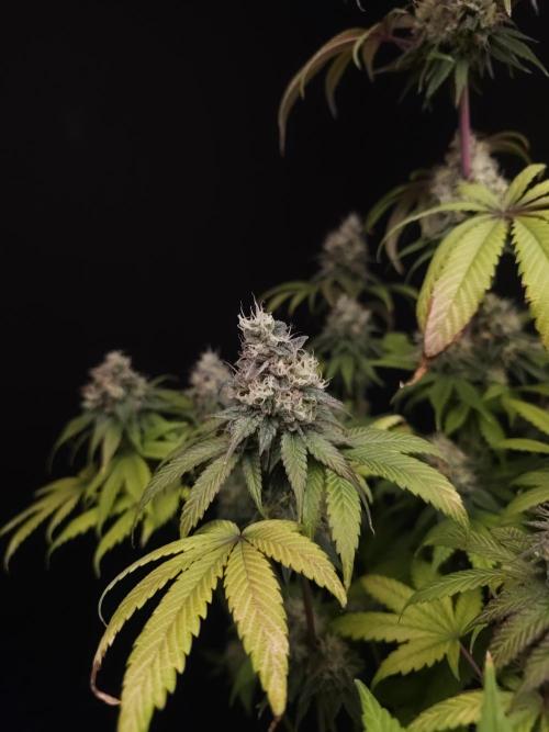 Test 101100  (1). Week 11