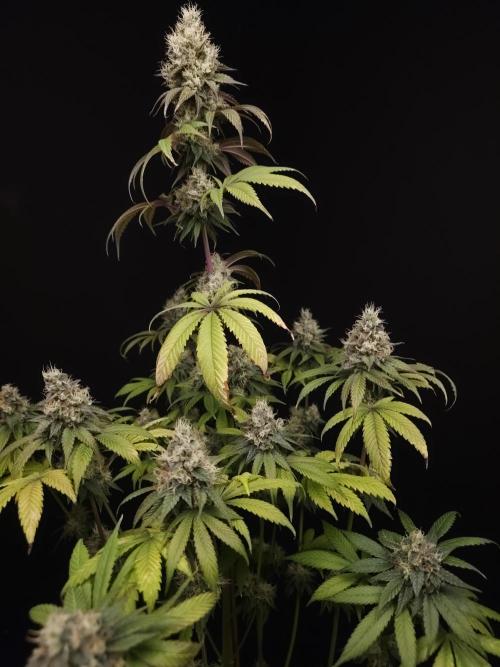 Test 101100  (1). Week 11