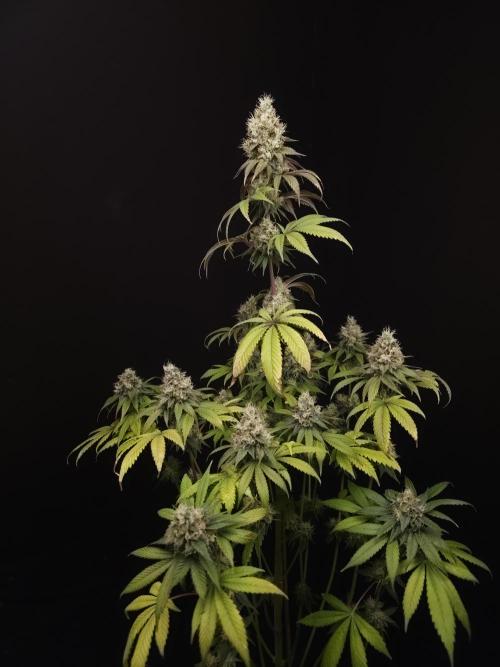 Test 101100  (1). Week 11