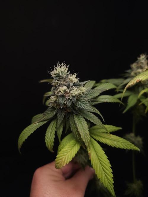 Test 101100  (1). Week 11