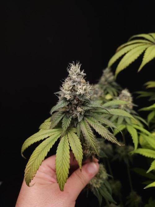 Test 101100  (1). Week 11