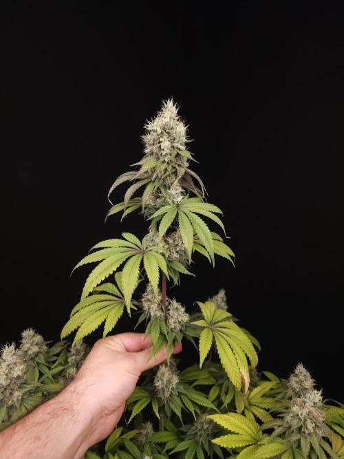 Test 101100  (1). Week 11