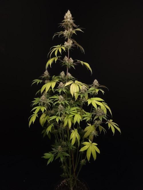 Test 101100  (2). Week 11