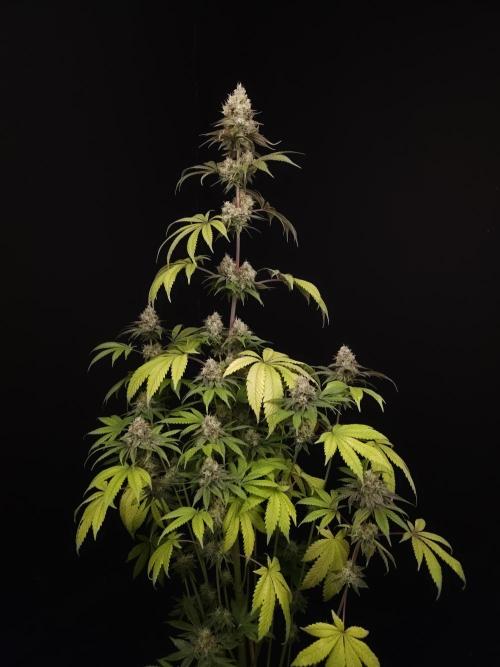 Test 101100  (2). Week 11