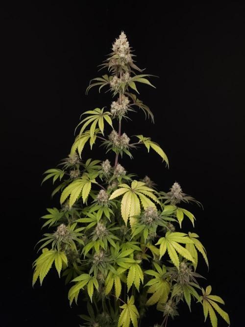 Test 101100  (2). Week 11