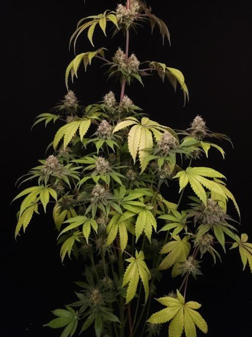 Test 101100  (2). Week 11