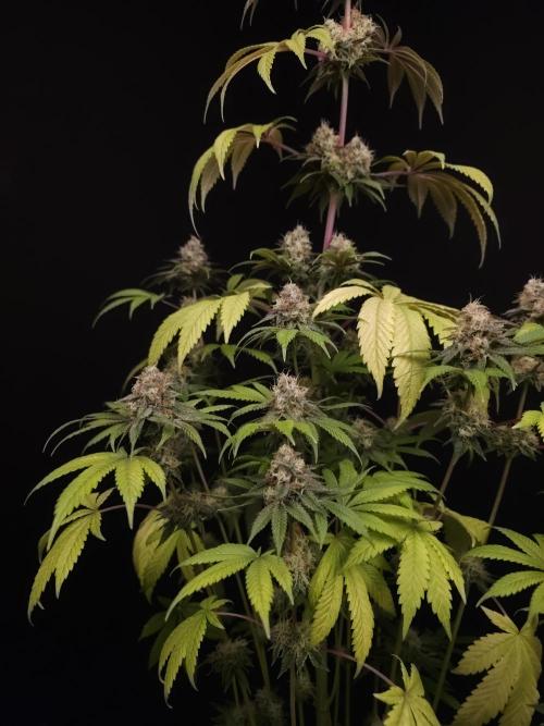 Test 101100  (2). Week 11