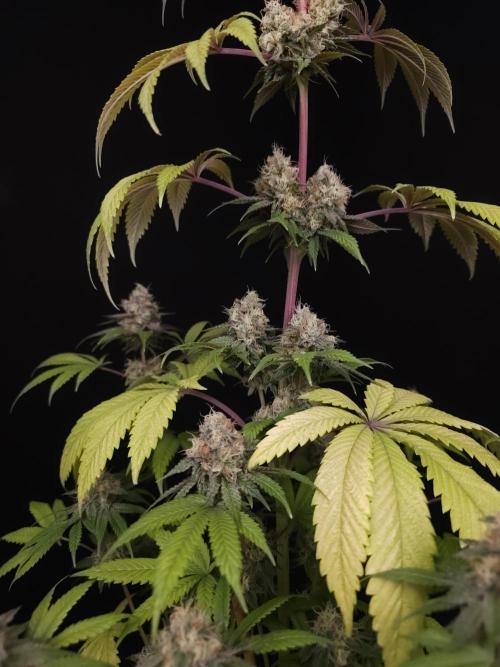 Test 101100  (2). Week 11