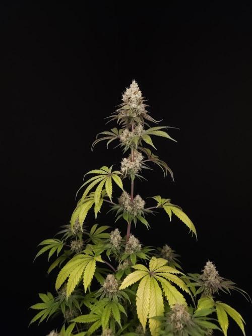 Test 101100  (2). Week 11