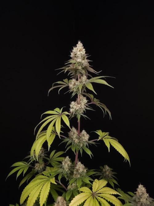 Test 101100  (2). Week 11