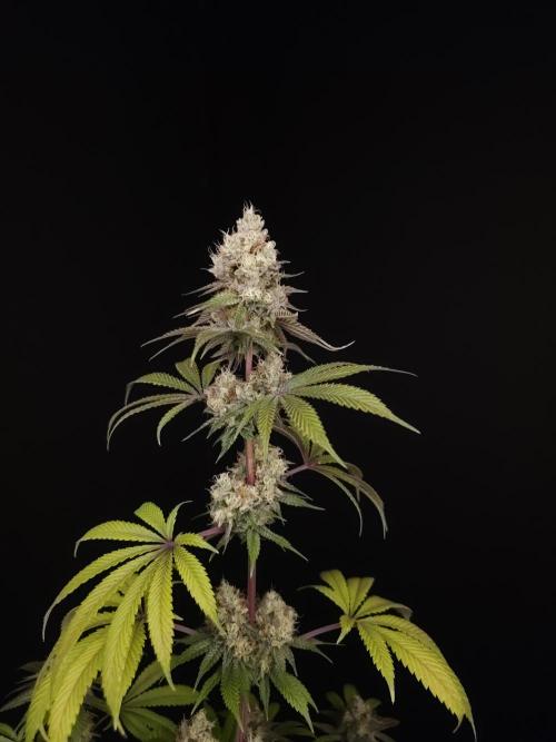 Test 101100  (2). Week 11