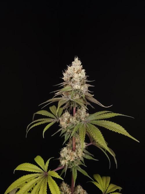 Test 101100  (2). Week 11