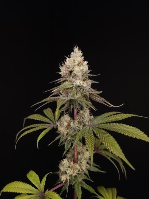 Test 101100  (2). Week 11