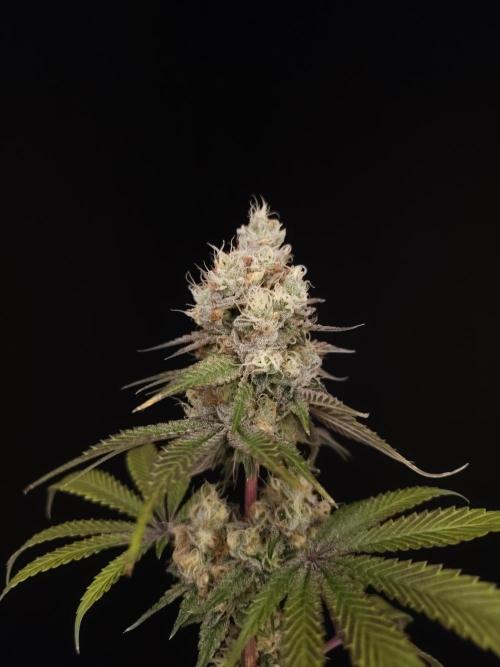 Test 101100  (2). Week 11