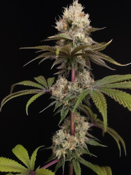 Test 101100  (2). Week 11