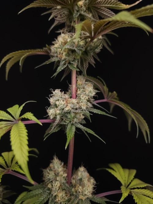 Test 101100  (2). Week 11