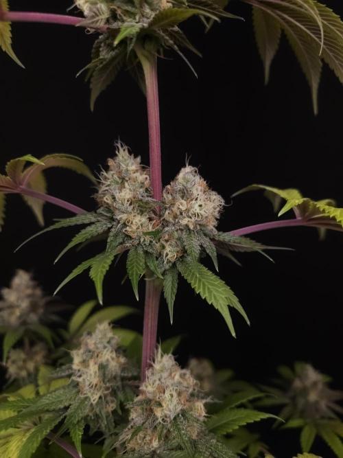 Test 101100  (2). Week 11