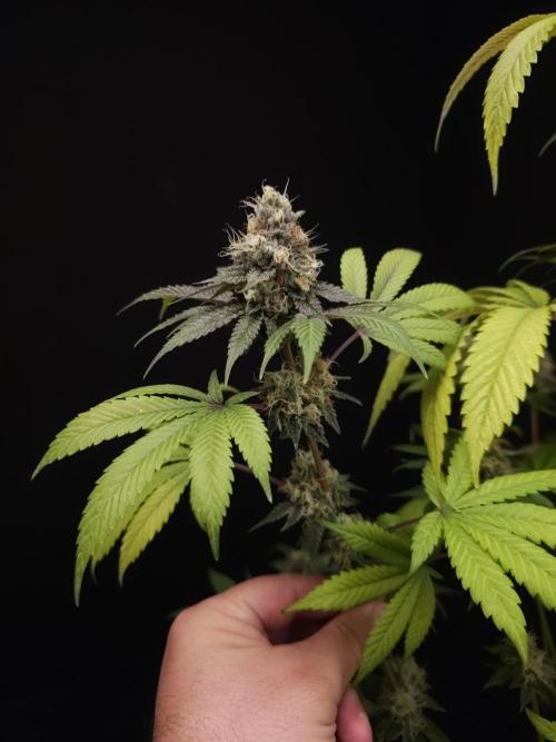 Test 101100  (2). Week 11