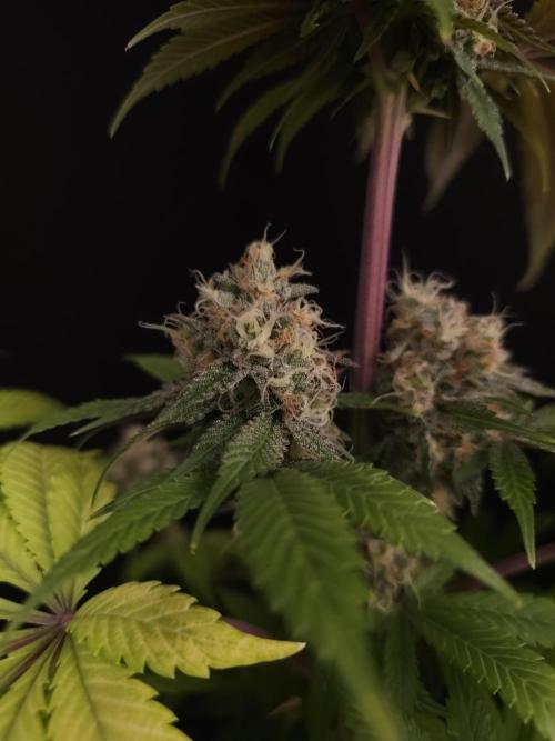 Test 101100  (2). Week 11