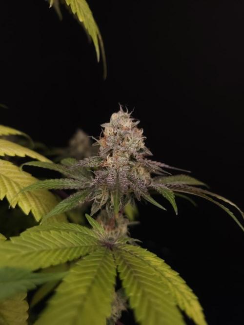 Test 101100  (2). Week 11