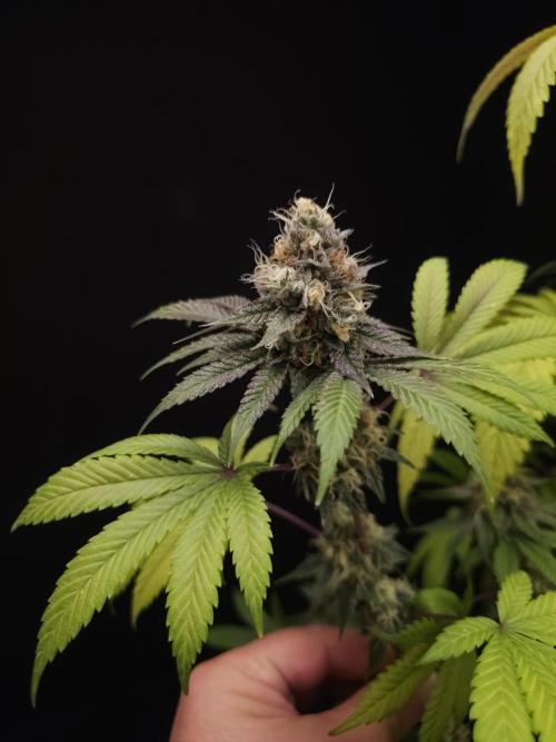 Test 101100  (2). Week 11