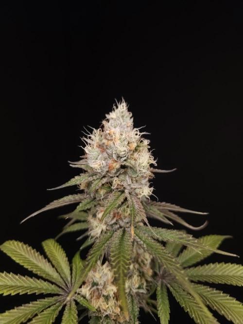 Test 101100  (2). Week 11