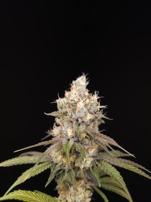 Test 101100  (2). Week 11