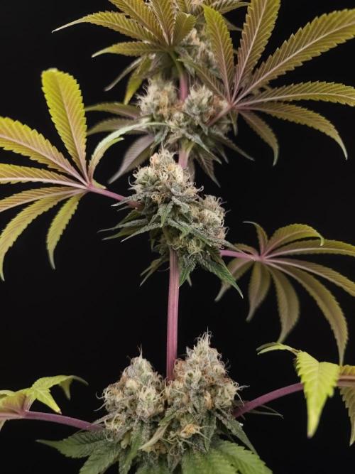 Test 101100  (2). Week 11