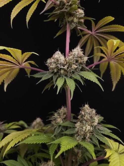 Test 101100  (2). Week 11