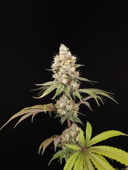 Test 101100  (2). Week 11