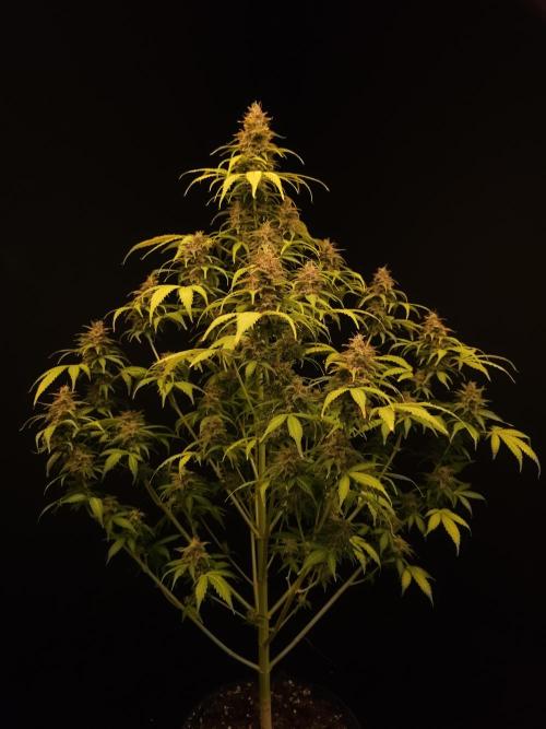 Auto Wappa 2. Week 12