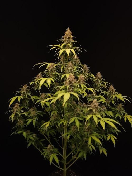 Auto Wappa 2. Week 12