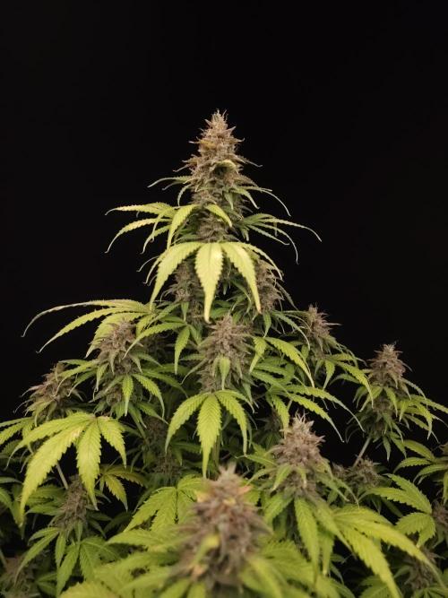 Auto Wappa 2. Week 12