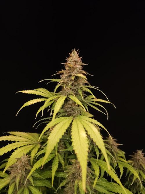 Auto Wappa 2. Week 12