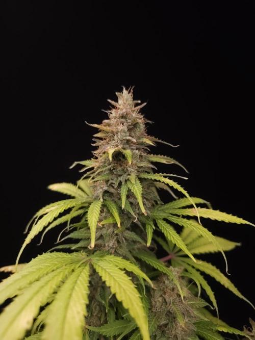 Auto Wappa 2. Week 12