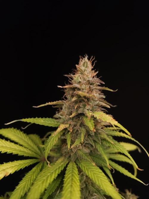 Auto Wappa 2. Week 12